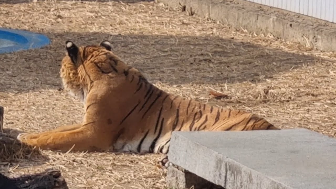 달순이의 아침 #호랑이 #tiger #뱅갈호랑이 #달순이 #달성공원 