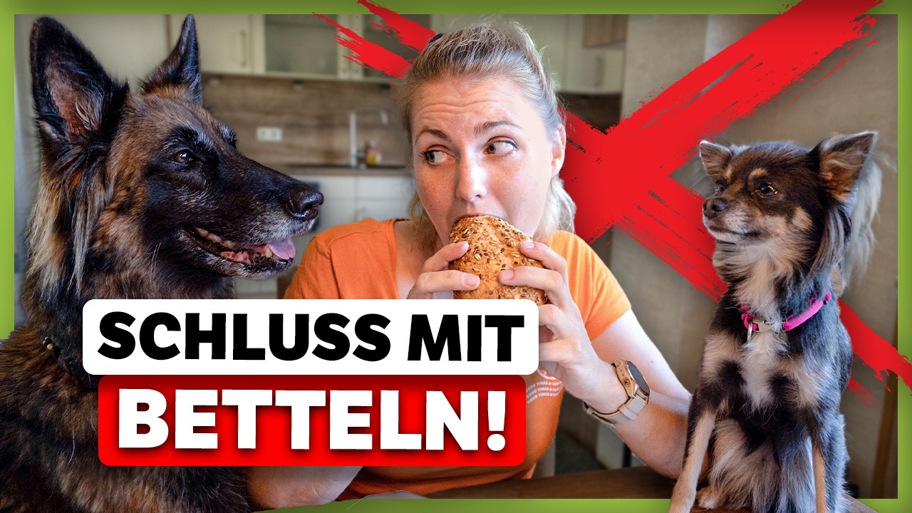BETTELN am Tisch? Mit diesen 3 Tipps gewöhnst du es deinem Hund ab