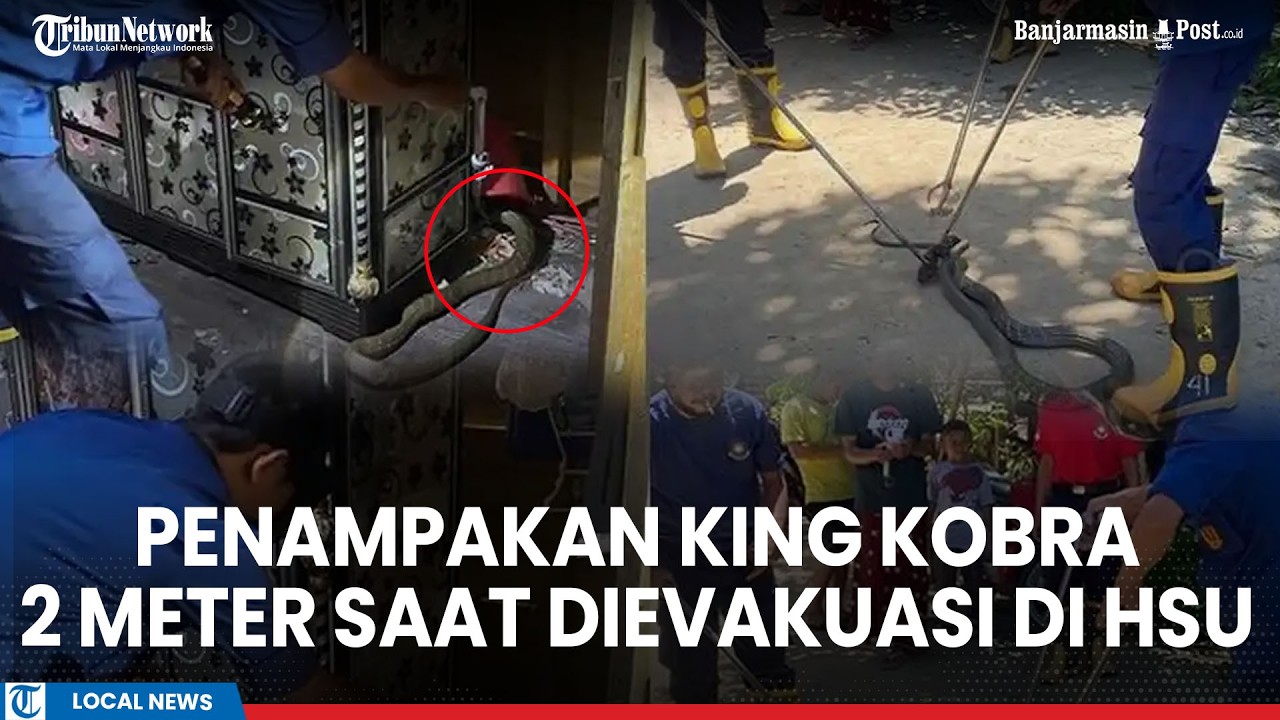 Ngeri! Detik-detik Evakuasi King Kobra 2 Meter di HSU, Sembunyi di Belakang Lemari Rumah Warga