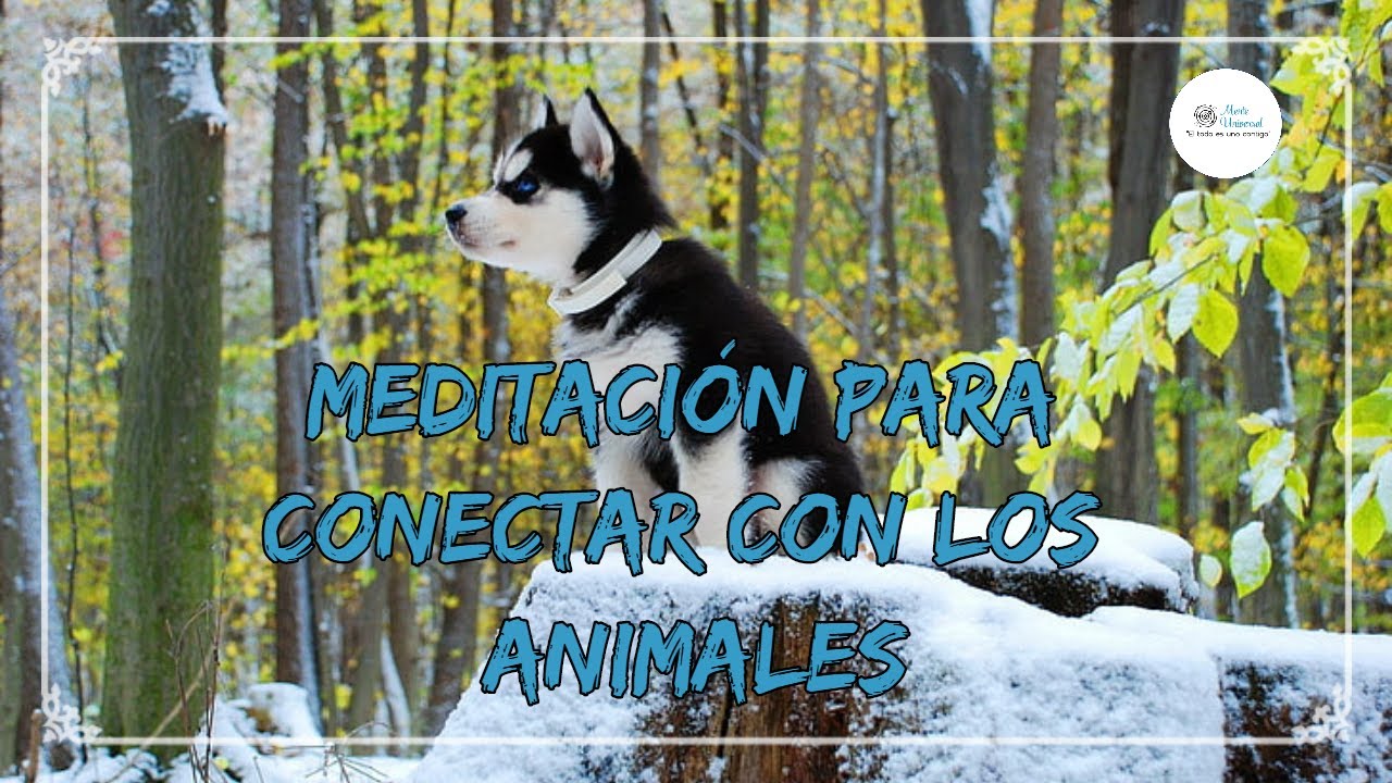 🧘&zwj;♀️ Conecta con los Animales 🧘&zwj;♂️  [Mente Universal]