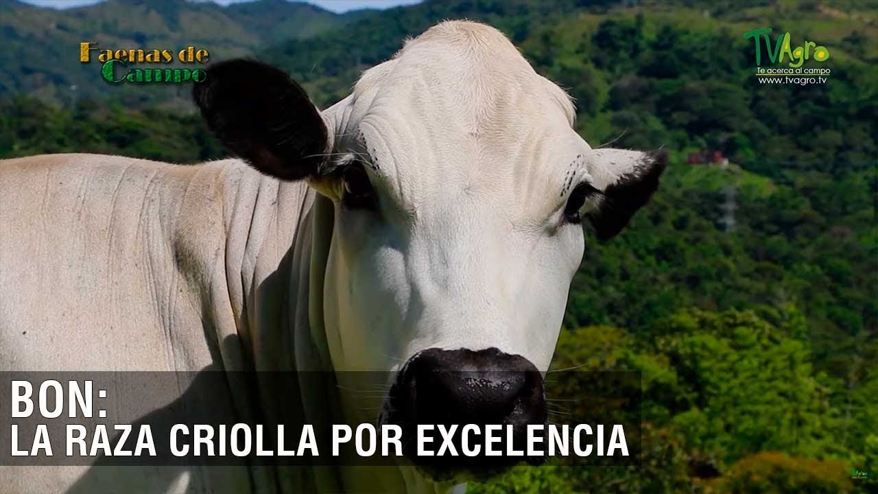 Bon: la raza criolla por excelencia - TvAgro por Juan Gonzalo Angel Restrepo