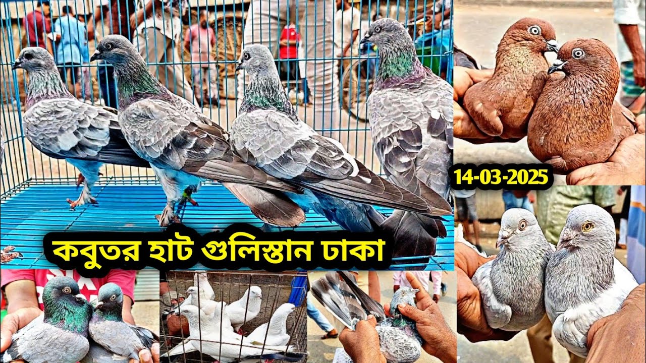 14-03-2025 কবুতর হাট গুলিস্তান ঢাকা | কম দামে কবুতর | কাপ্তান বাজার কবুতরের হাট | Pigeons price bd