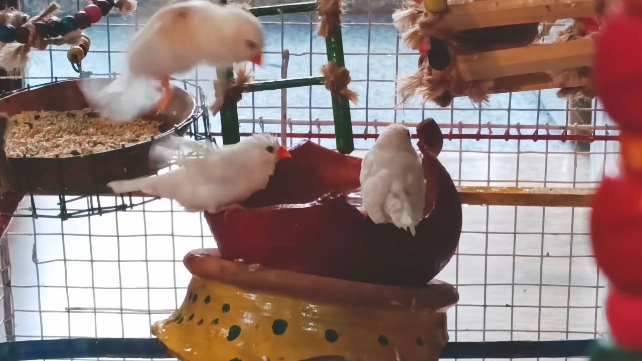 Zebra Finch’s Happy Little World 🌎