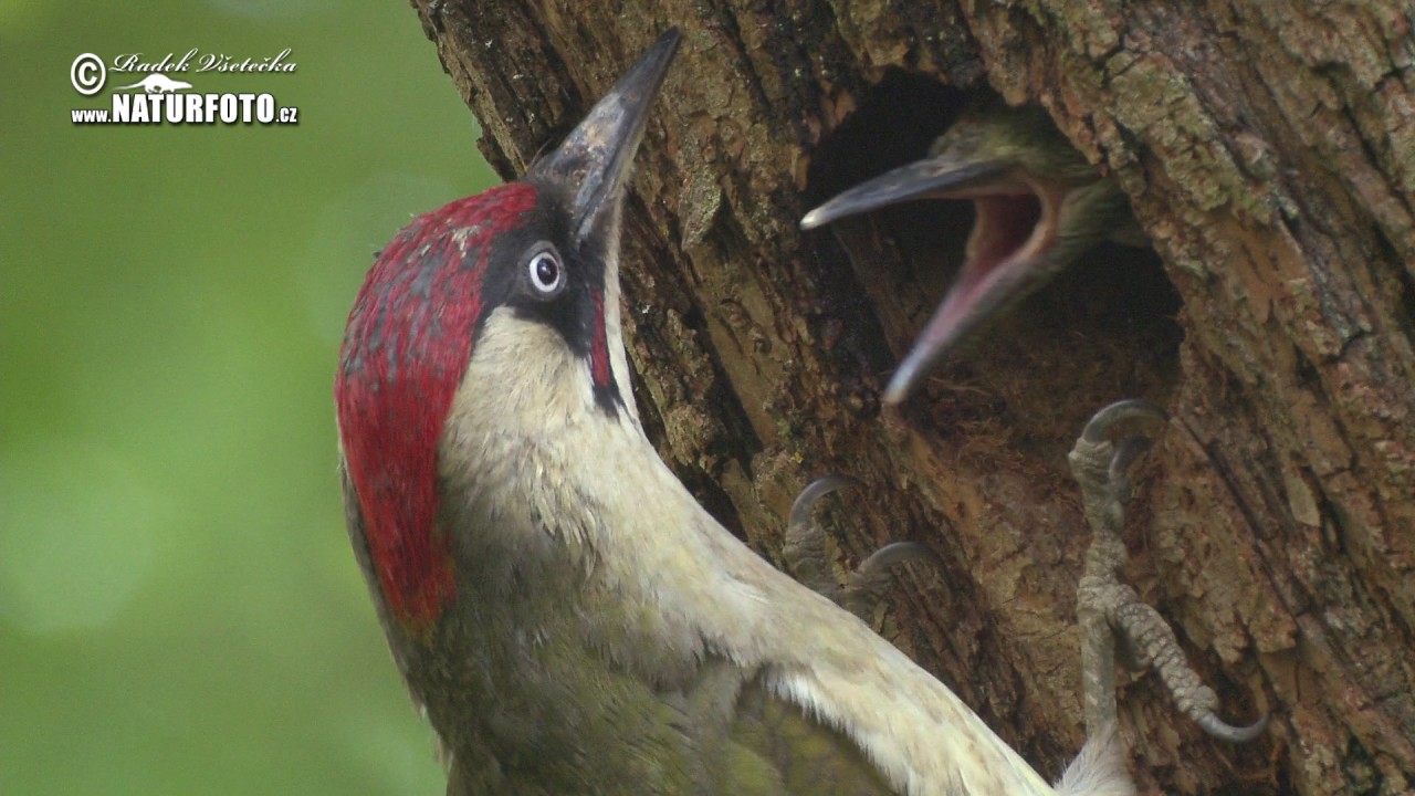 Žluna zelená - (Picus viridis) - European Green Woodpecker - Grünspecht