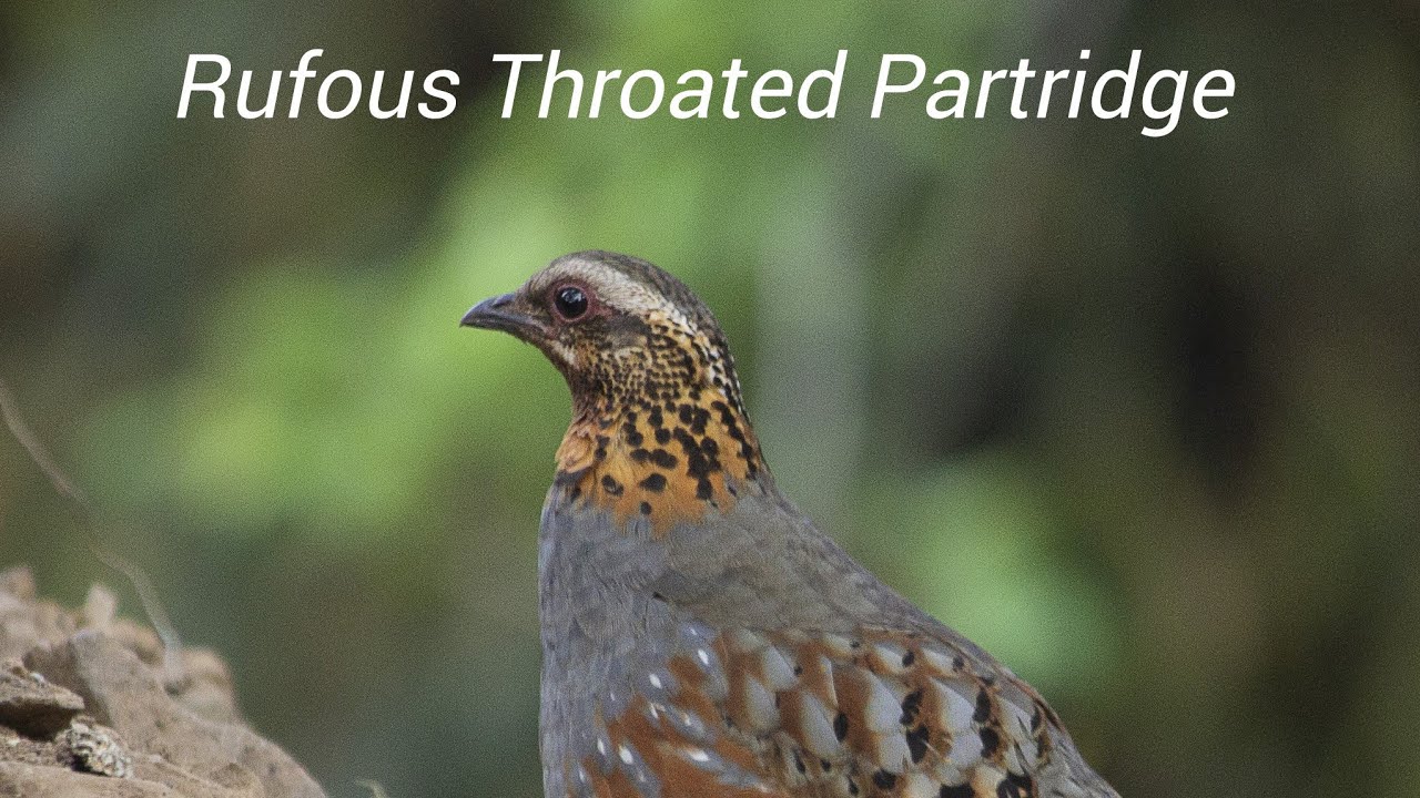 Rufous Throated Partridge Natural Habitats  #Sattal #birds #Rufous #partridge #birdsoundscape #top