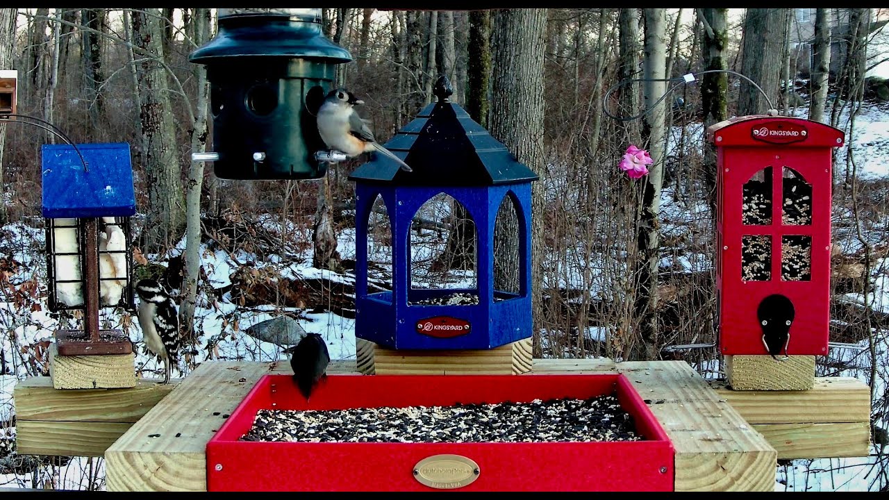4K Live  Bird Feeder cam - Finches,  Rose-Breasted Grosbeaks, Cardinals, Orioles & more