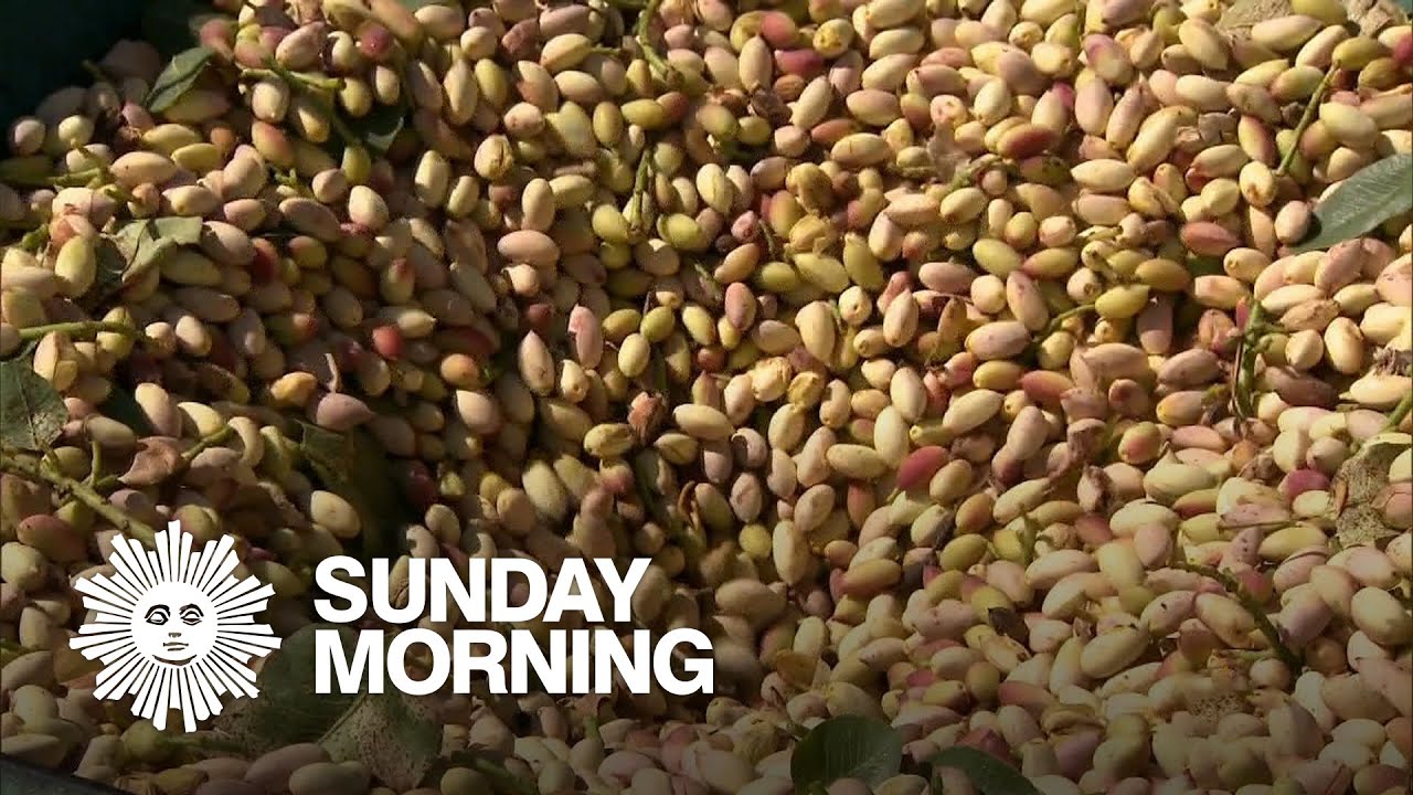 In Sicily, protecting pistachios from thieves