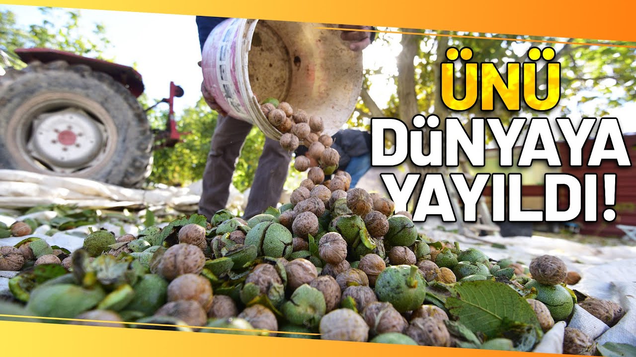 Bitlis'te Ceviz Hasadı Başladı!