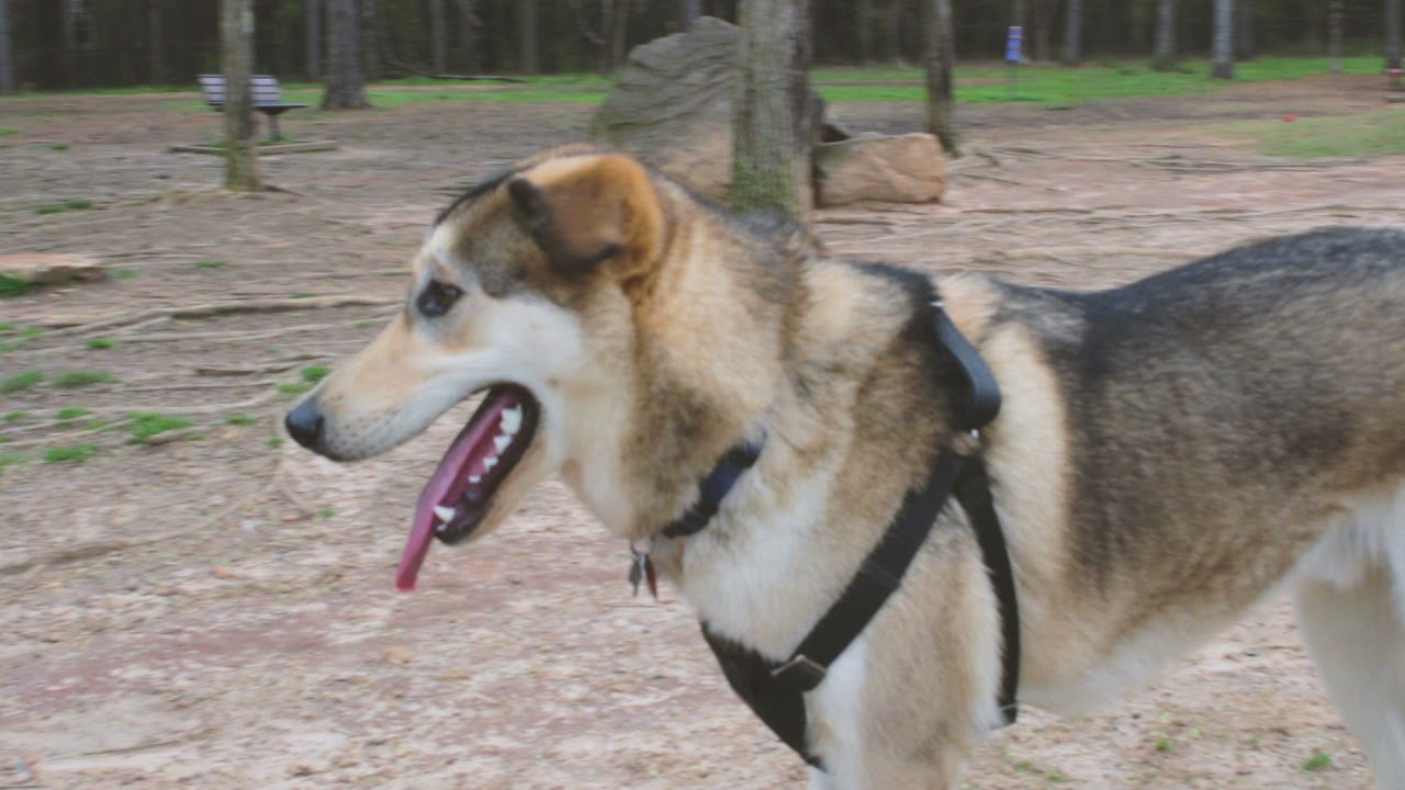 Peanut at the dog park