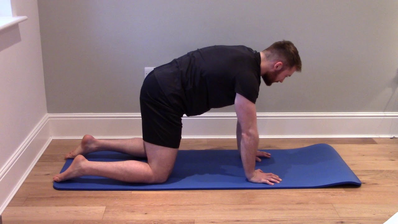 Cat Camel Exercise to Reduce Back Pain | Surrey Sports Chiropractor