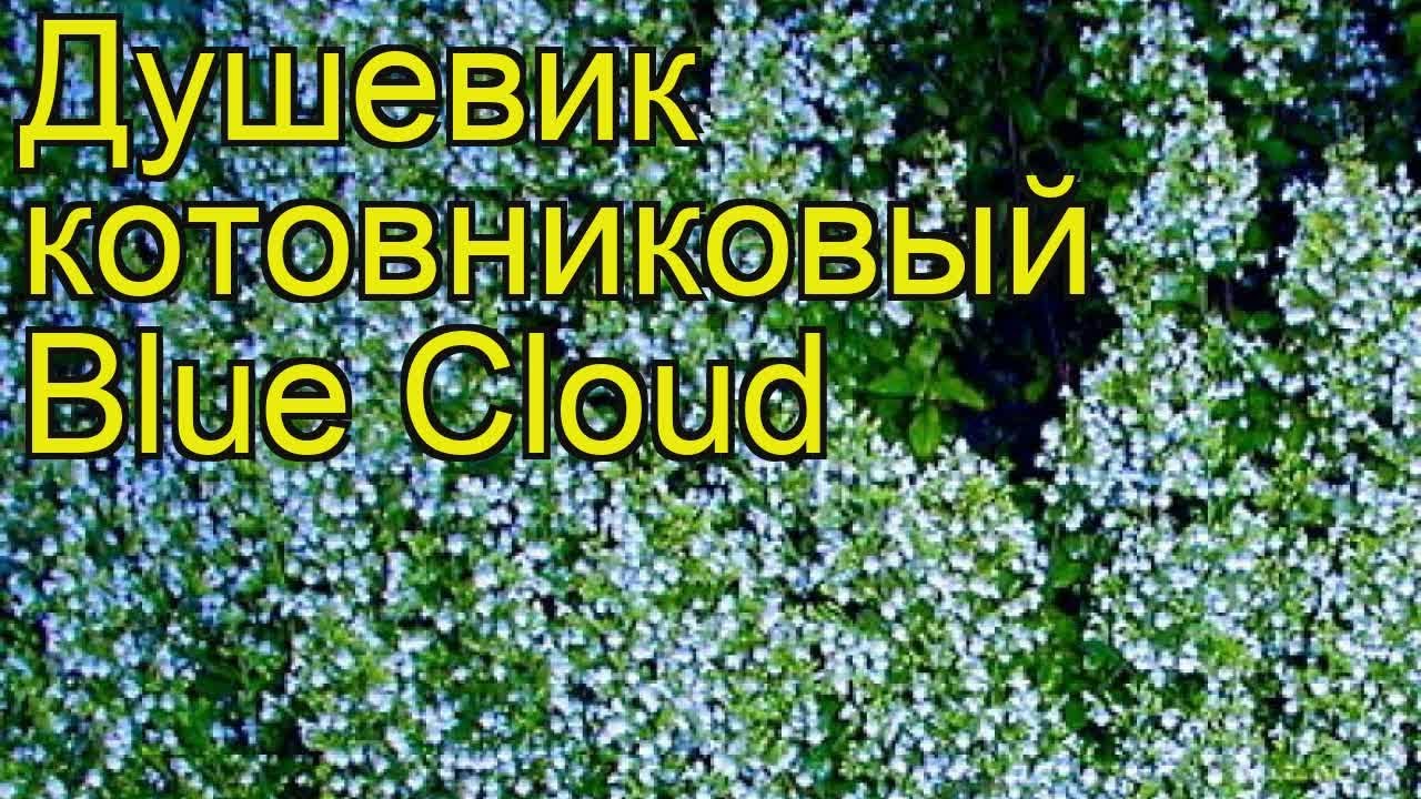 Душевик котовниковый Блю Клауд. Краткий обзор, описание характеристик calamintha nepeta Blue Cloud