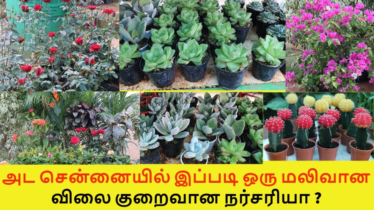 சென்னையில் இந்த நர்சரியில் இவ்வளவு விலை குறைவான செடிகளா| எல்லா வகை பழச்செடிகள் பூச்செடிகள் | nursery