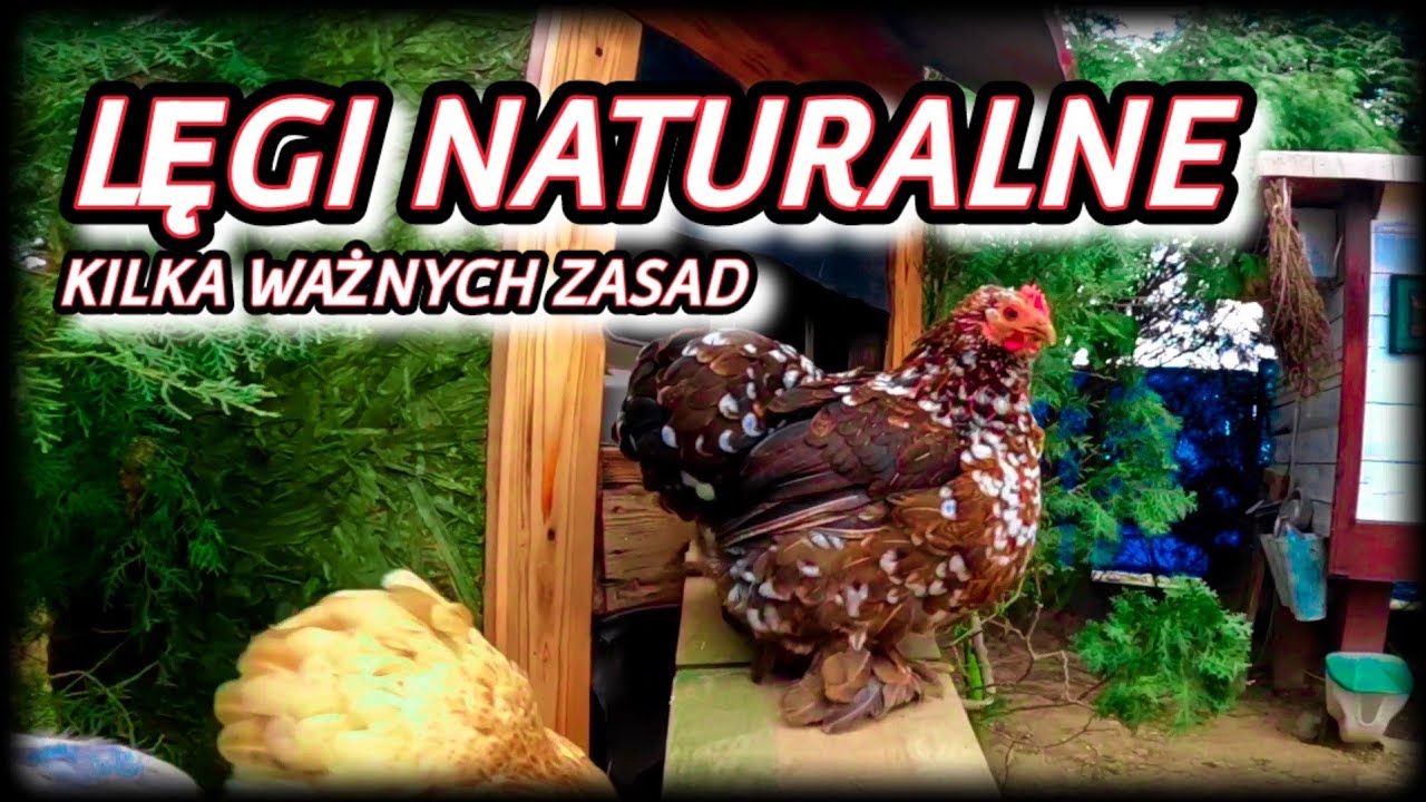 #chicken 🐤🐤🐤 WAŻNE ZASADY W PROWADZENIU LĘGÓW NATURALNYCH [ 2025 ]
