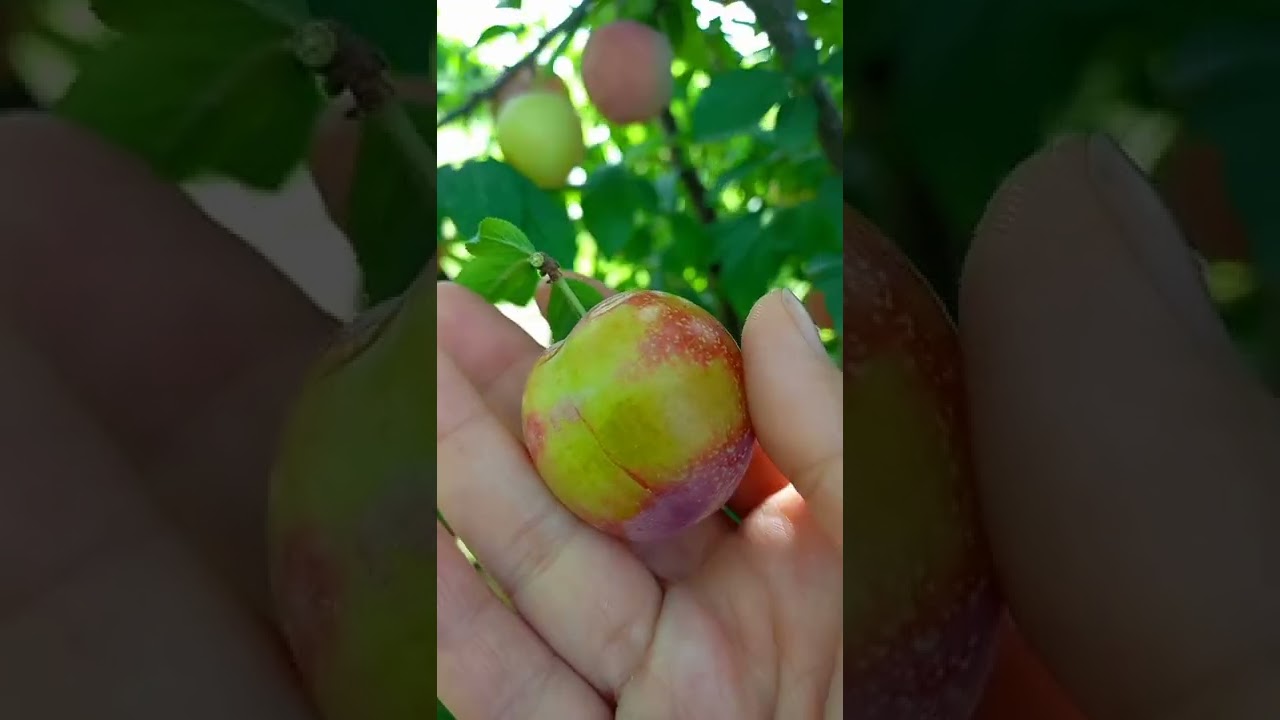 yummy fruit golden plum ,MIRABELLE PLUM