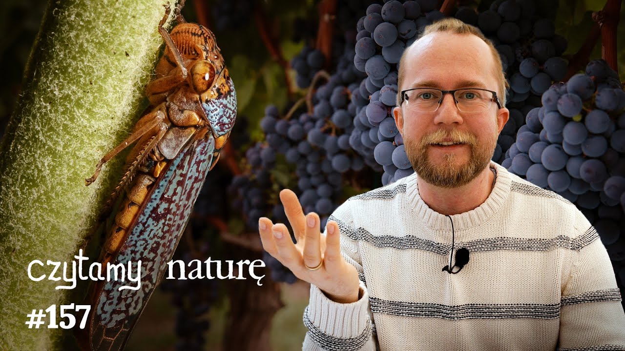Skąd wino? - Po co chorujemy? - Snajper, który strzela moczem | Czytamy naturę #157