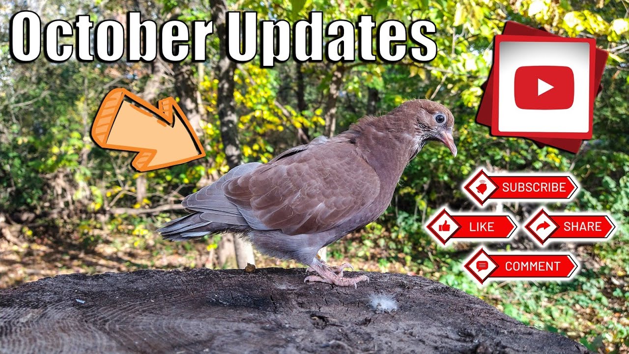 October Updates (Birmingham Roller Pigeons)