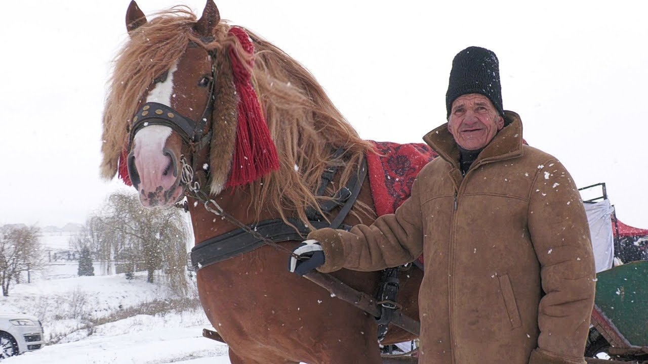 Armăsarul lui Nea Florea de la Stroiești - Suceava 2023