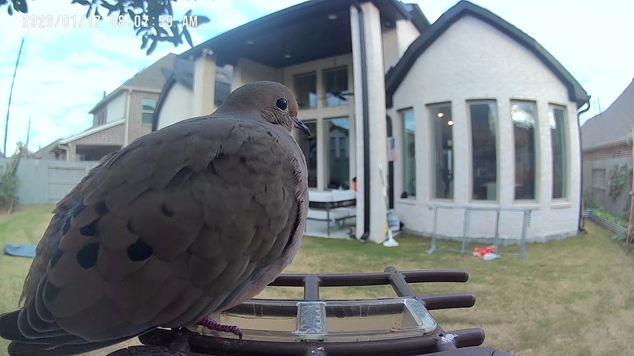 Mr dove