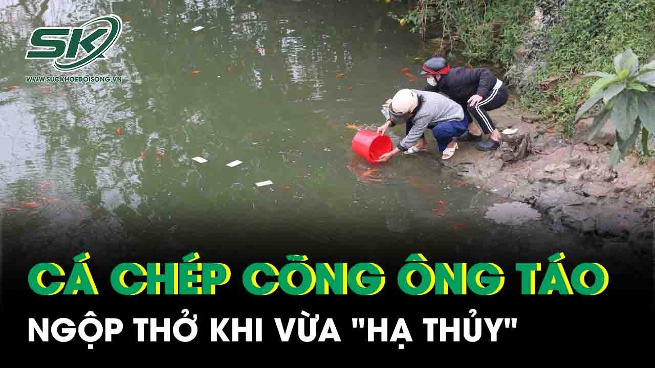 Cá chép cõng ông Táo chầu trời ngộp thở khi vừa 