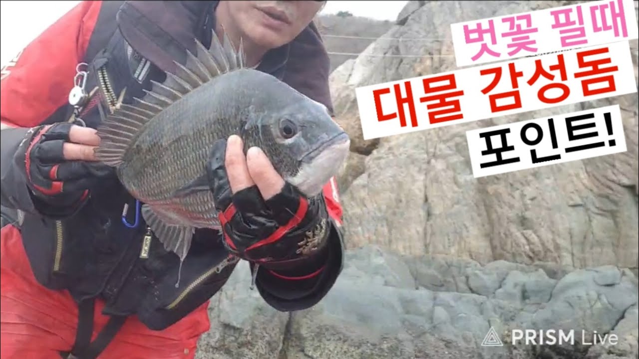 감성돔 많이 나옵니다! 기록 고기 도전 하세요!