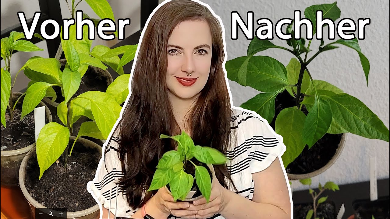 Chilis und Paprika - Soforthilfe bei gelben Blättern  | Leuchtendes Grün | Gartenchaos Gemüsegarten