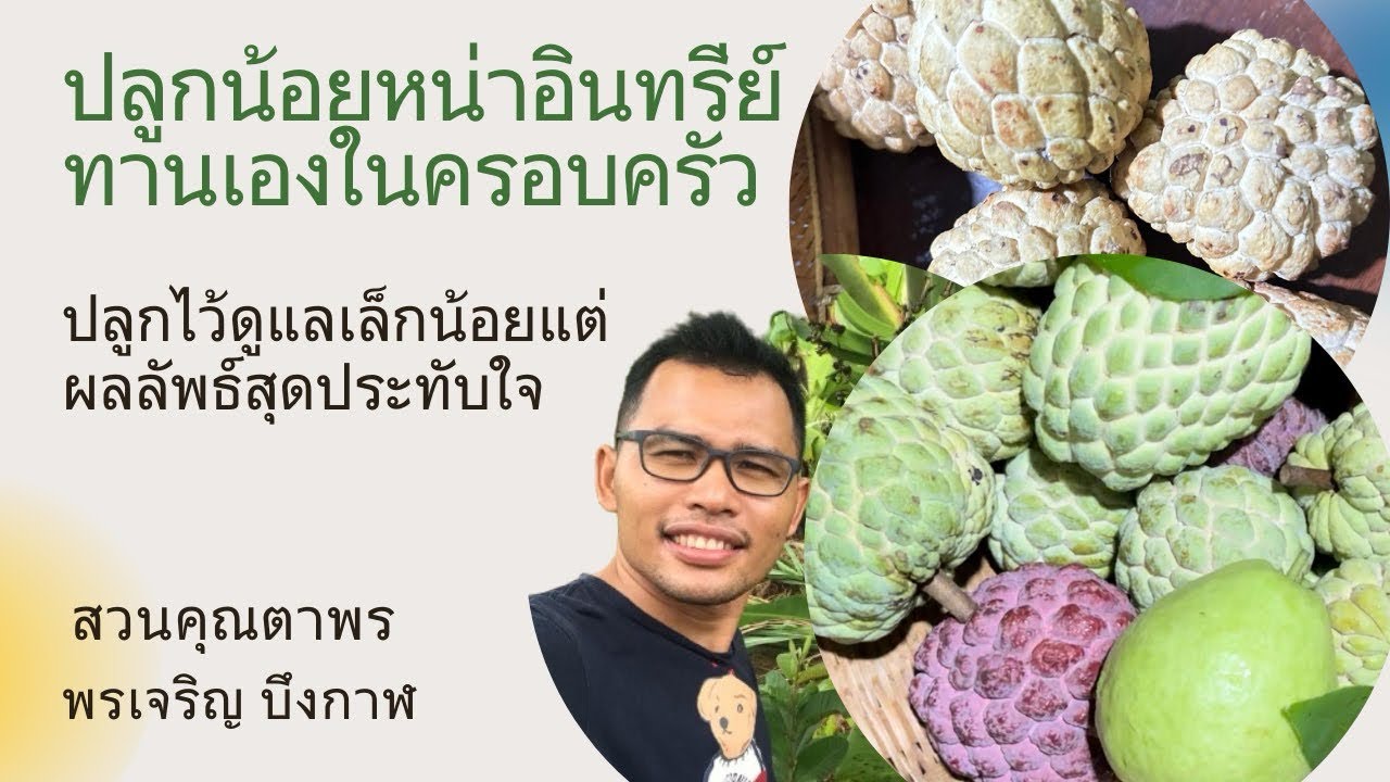 ปลูกน้อยหน่าสายพันธุ์หนังและฝ้ายแบบอินทรีย์หลากหลายสายพันธุ์ไว้ทานเองในครอบครัว ณ สวนคุณตาพร พรเจริญ