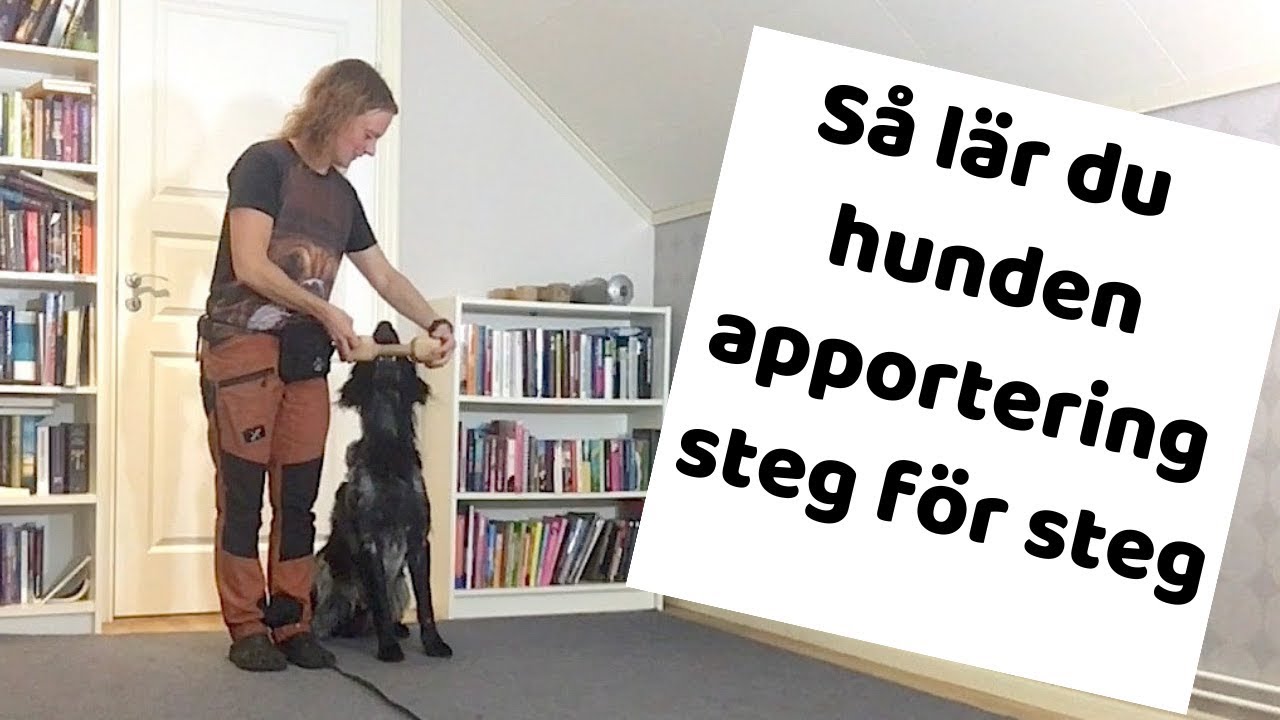 Apportering – så börjar du
