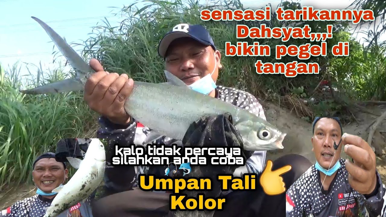 Trik Cara jitu mancing ikan bandeng di muara sungai pakai umpan tali kolor
