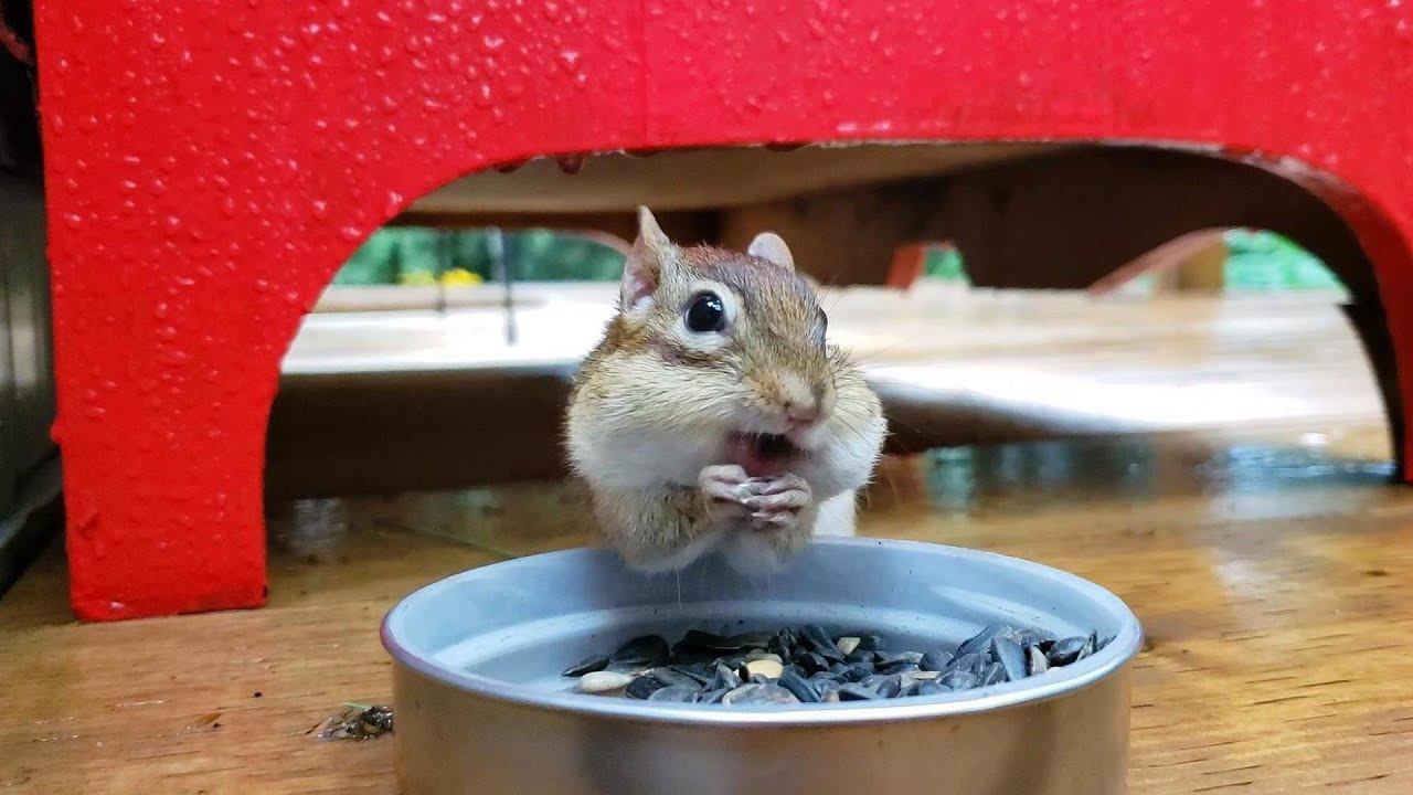 우리집에 오는 다람쥐 달이 Chipmunk Darly Comes To My House