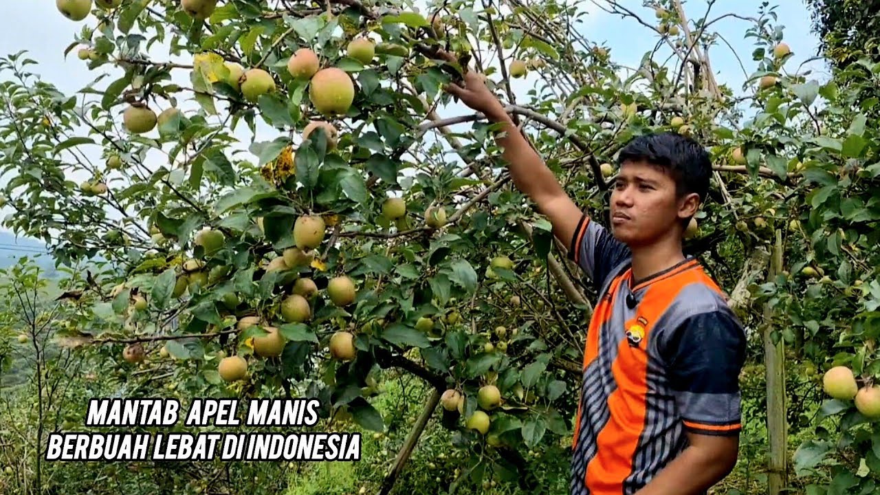 APEL MADU ATAU MANA LAGI MANTAB