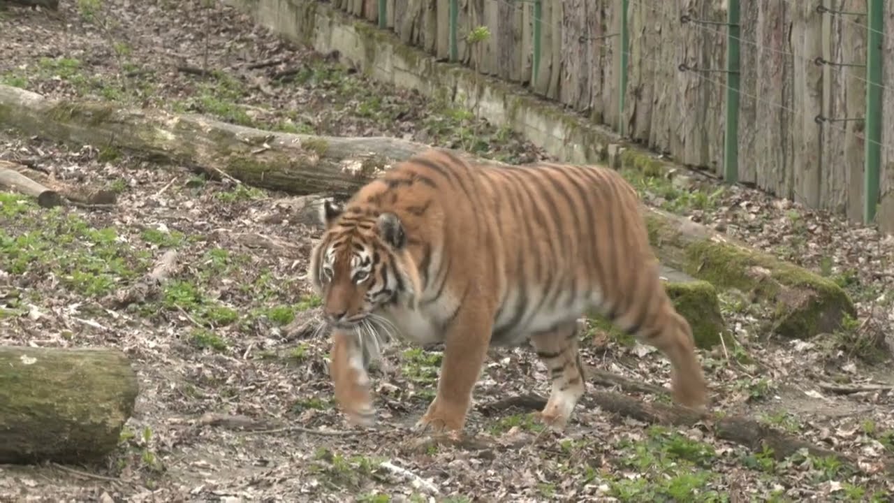 Тигр амурський - Panthera tigris altaica (Panthera tigris tigris)- Siberian tiger
