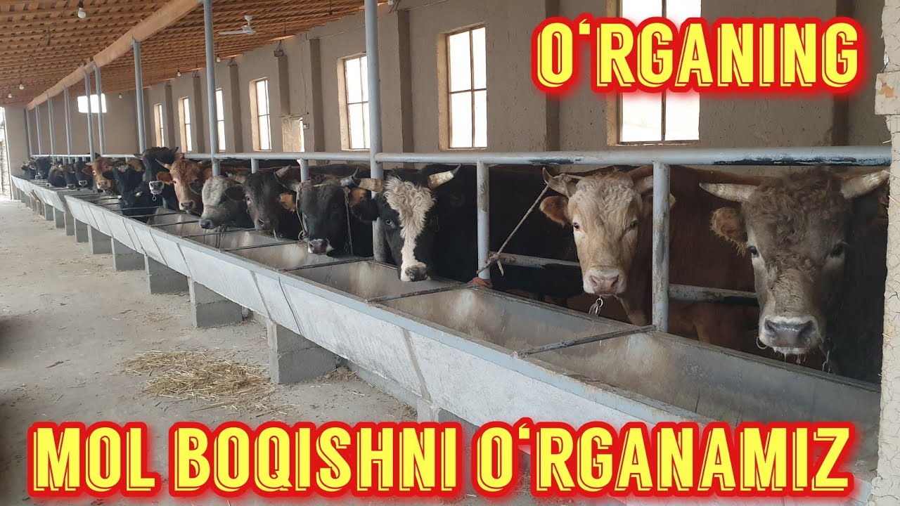 Uy sharoitida mol boqish sir-asrorlari.6-dekabr 2021-yil.