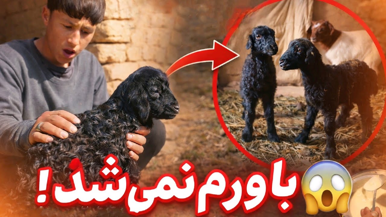 تولد دو بره در روستا