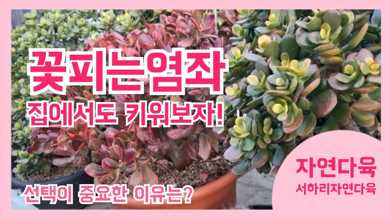 [2026]꽃피는염좌! 이 겨울에도 열일중인 명품염좌 보실래요? 멋지게 뽐내고 있는 염좌랍니다💚💛