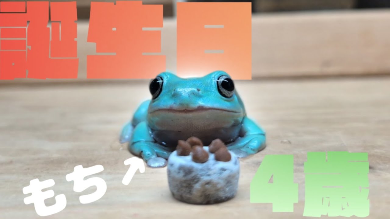 カエルの誕生日にケーキを作ってみた【誕生日】