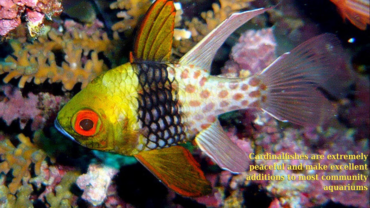 Cardinalfish - fish breed