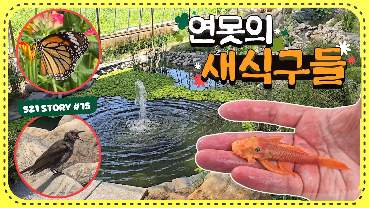 계속해서 늘어나는 521연못의 새식구들! 이번엔 어떤친구들이 투입될까요?