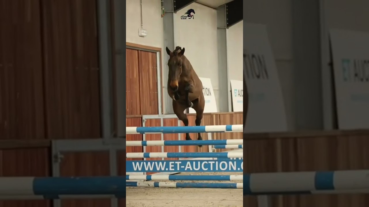 Wow 🤩 #horses #freejump #equestrian #pretty #shorts #jumping #fyp #blowup