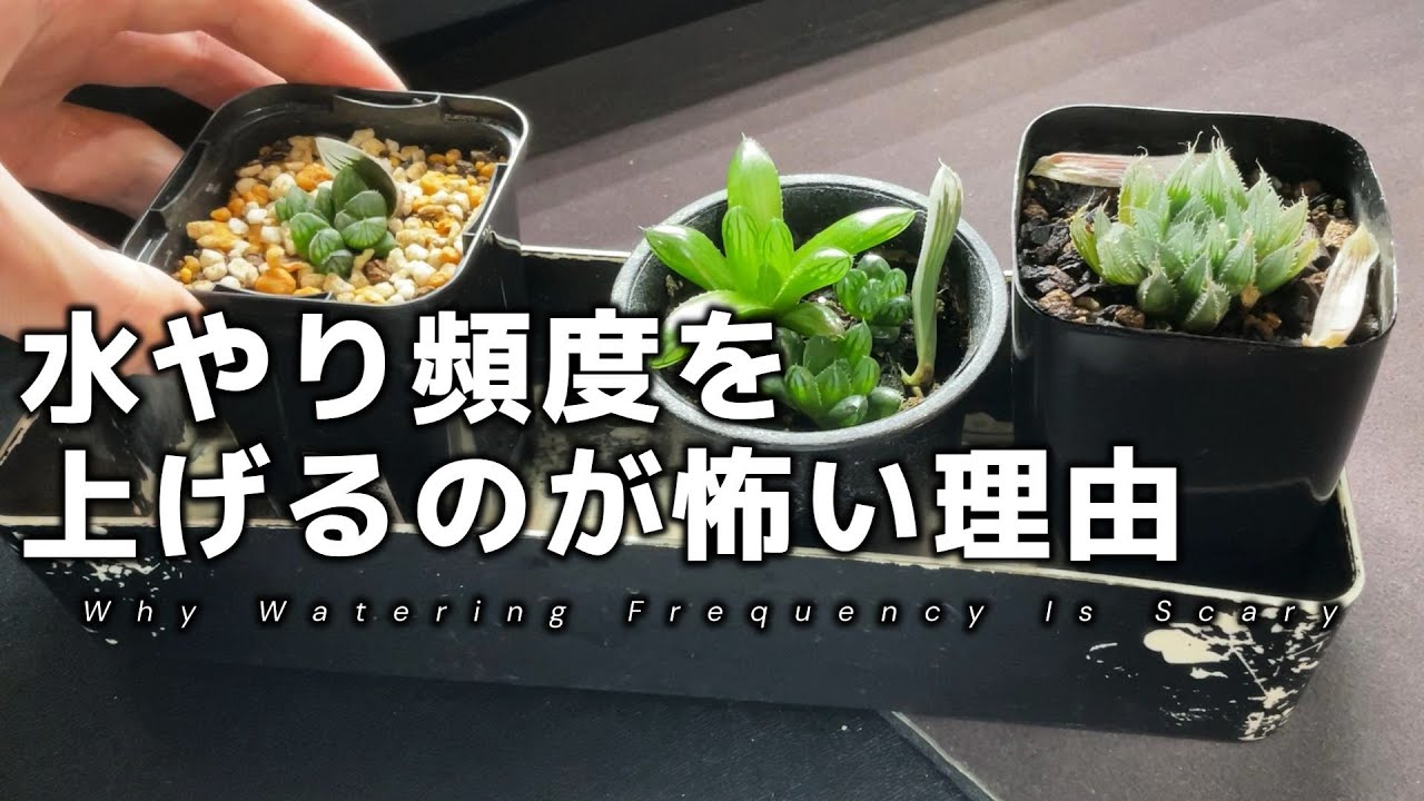 毎日水やり検証｜根腐れしなかった理由を考察する