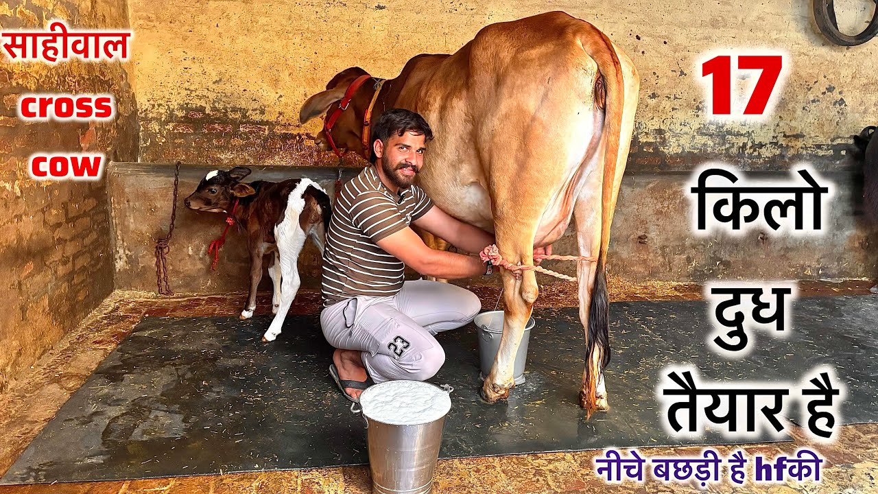 साहीवाल और थारपारकर  cross cow 17 किलो दूध तैयार है नीचे बछड़ी है Hf की है 