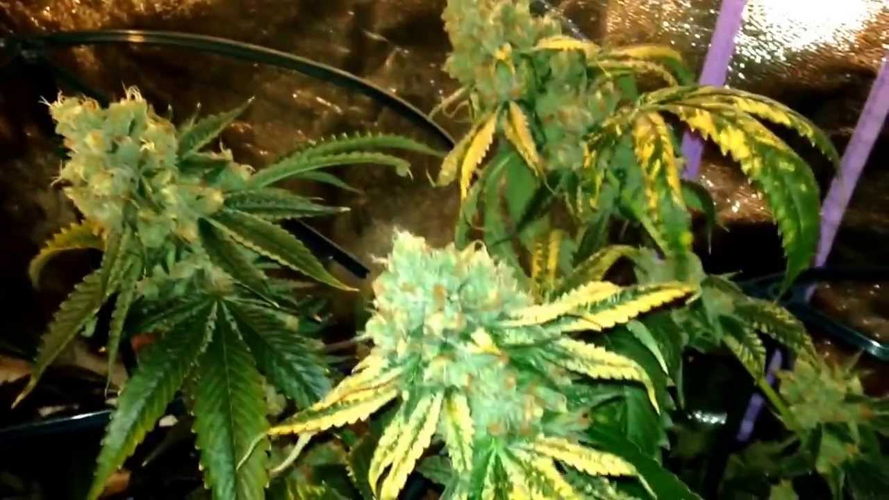 Flower tent update - week 9