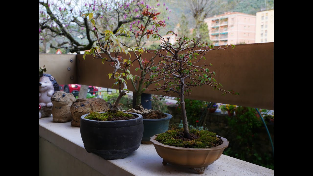 rinvaso due Bonsai Shohin comprati da Elio Piccin