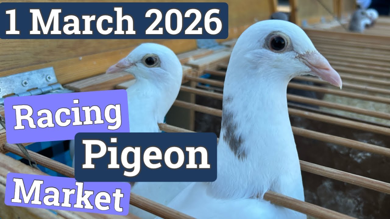 Sunny Day at the Pigeon Market