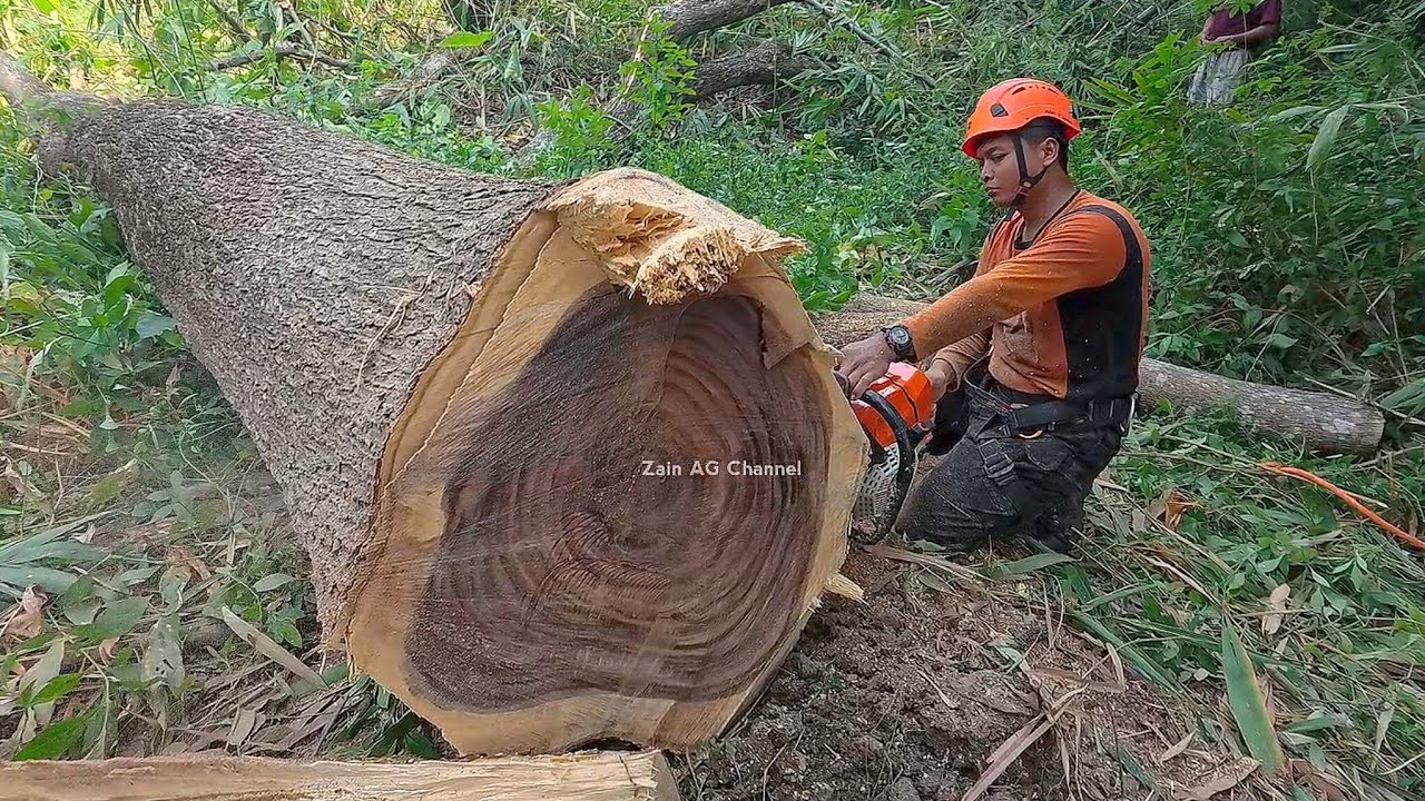Удовлетворительно ‼️срубить 2 дождевых дерева одновременно