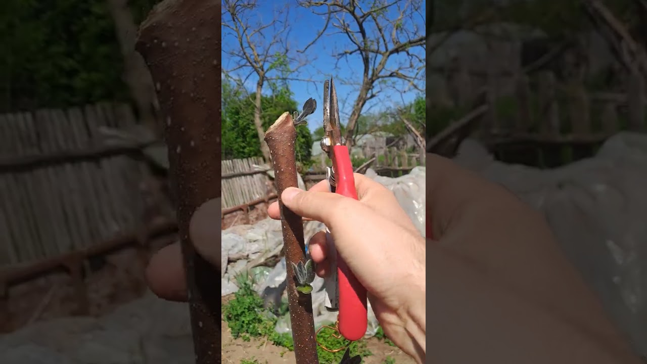 Paulownia 13.05.2023 Filmuletul 13 - copilire