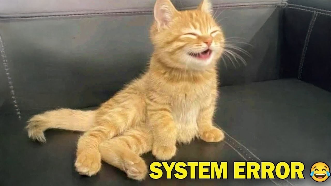 Сначала это казалось нормальным… Потом мгновенное сожаление 😹