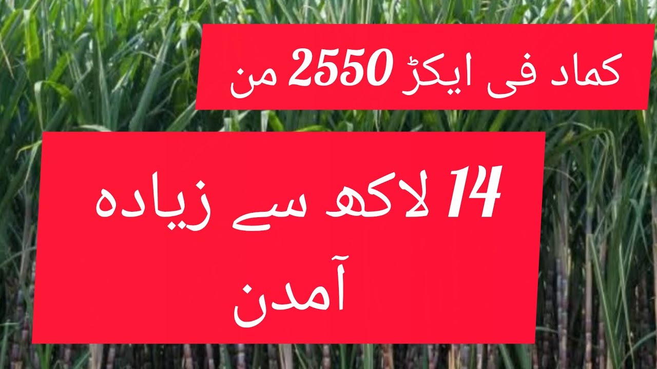 Sugarcane BUMPER YIELD.
