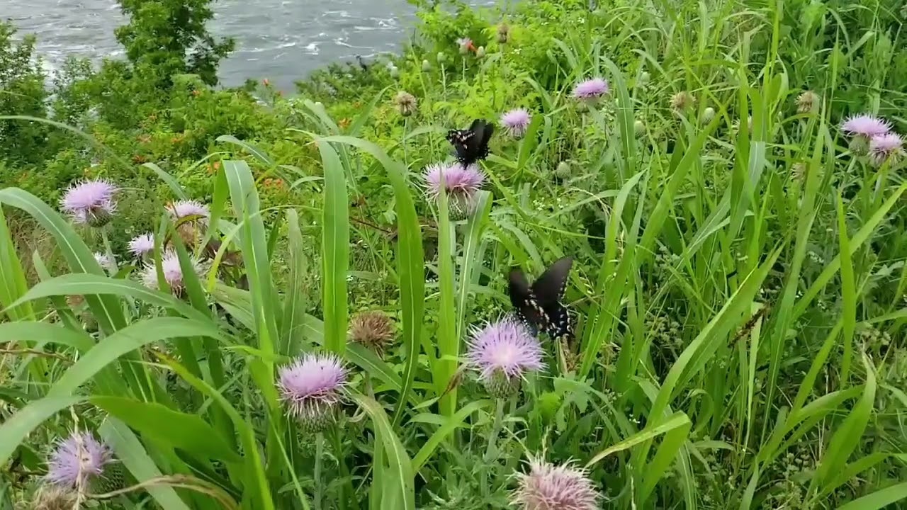 Butterflies 