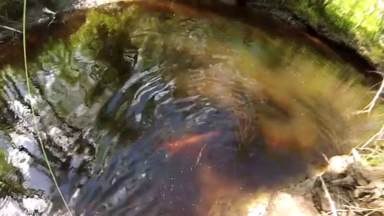 Eesti forell,  Estonian Brown trout