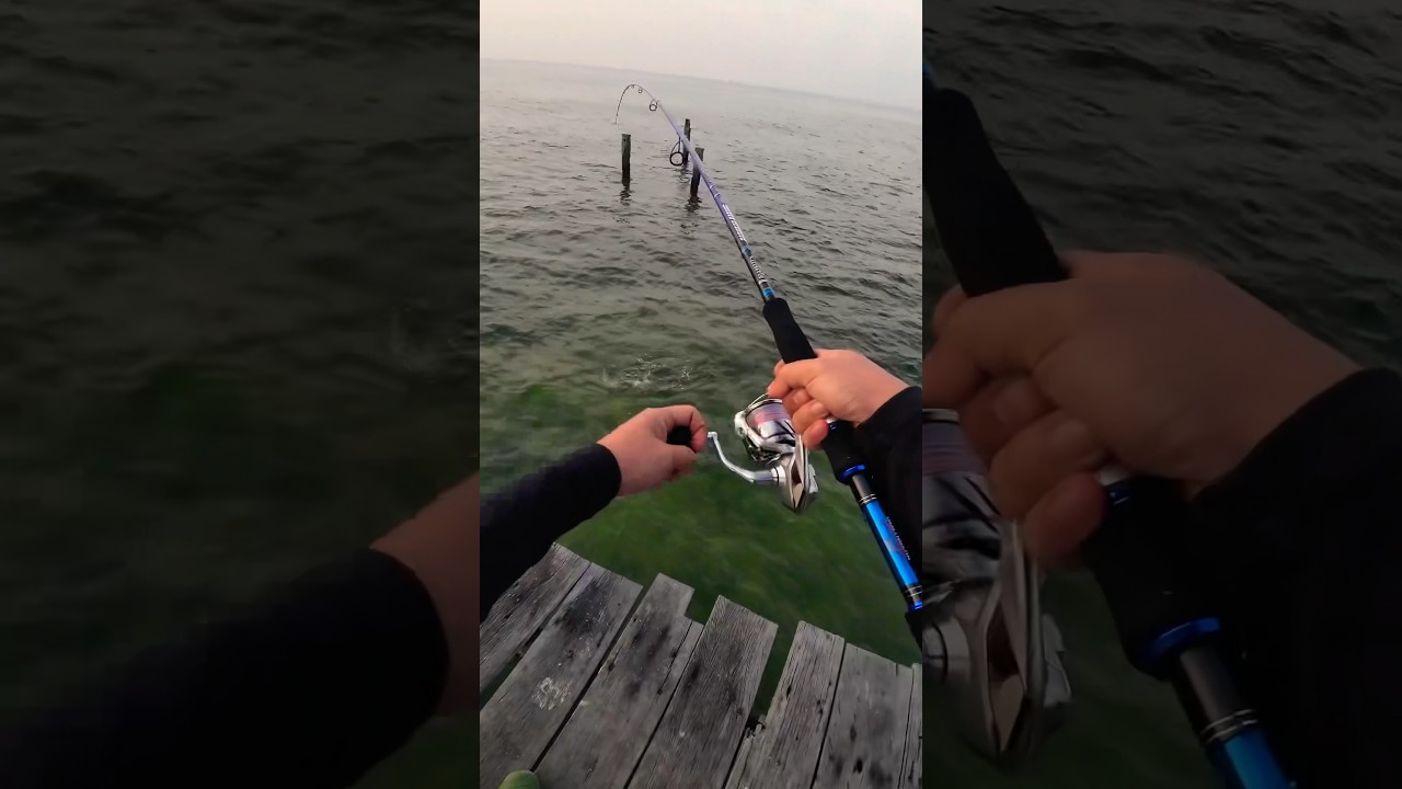 Gacor😱 Joran Relix Nusantara Pasukan Karang Vs Shimano Stradic FM 5000-XG #fishing #shortvideo
